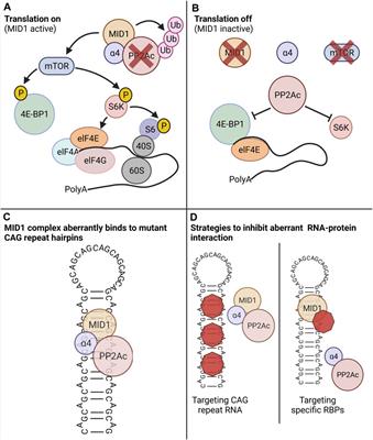 The MID1 Protein: A Promising Therapeutic Target in Huntington’s Disease